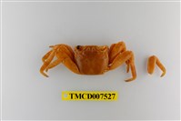 藏品(白紋方蟹)的圖片